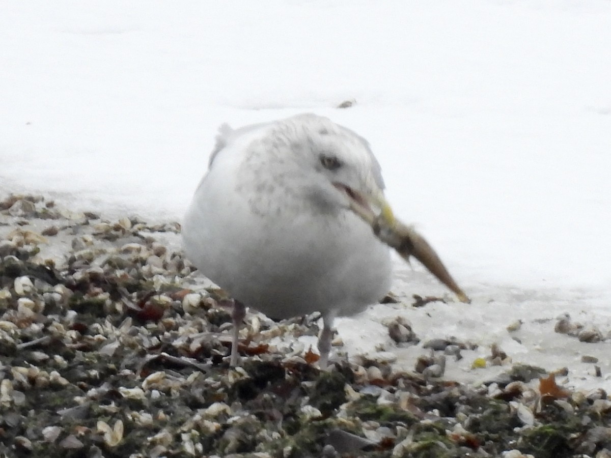 Американская чайка - ML646325887