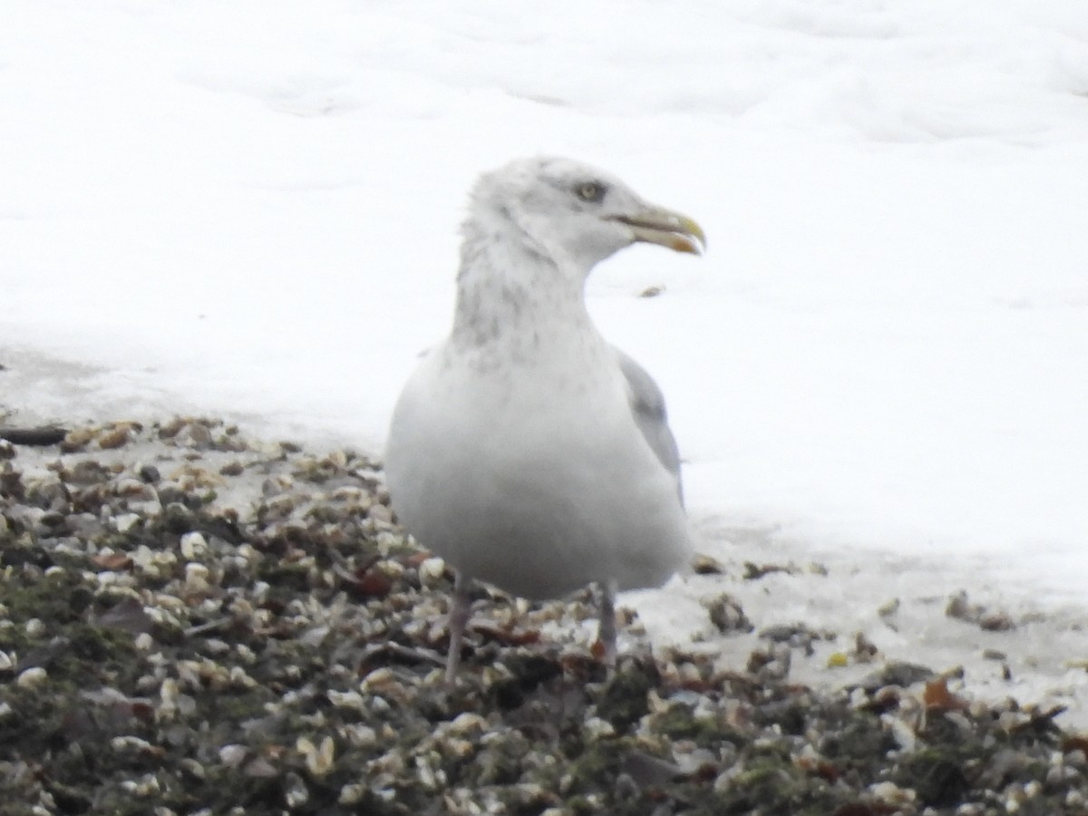 Американская чайка - ML646325888