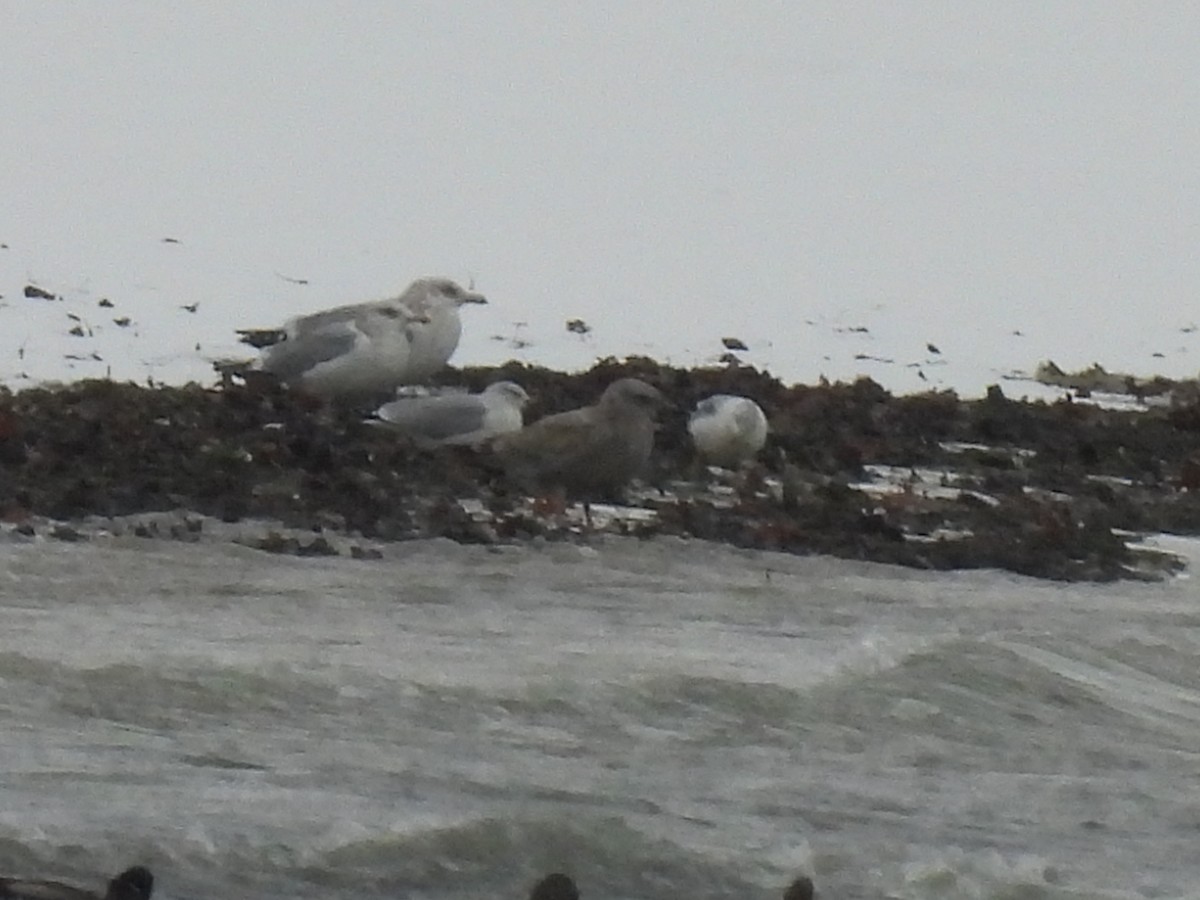 Американская чайка - ML646325889