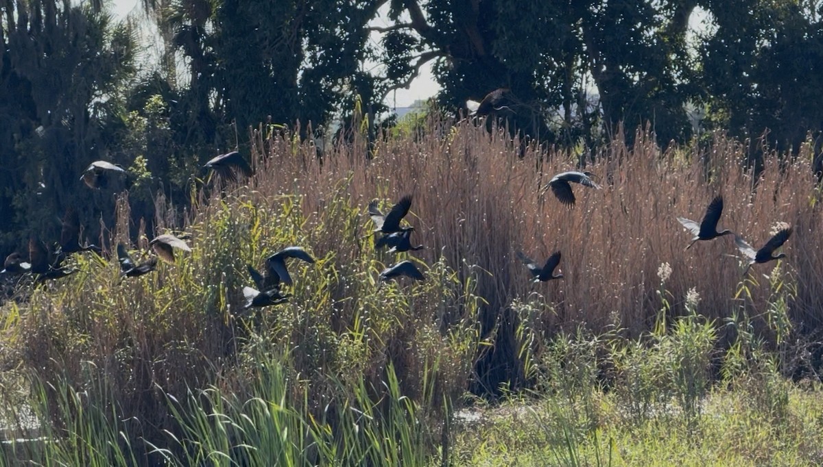 Каравайка - ML646325890