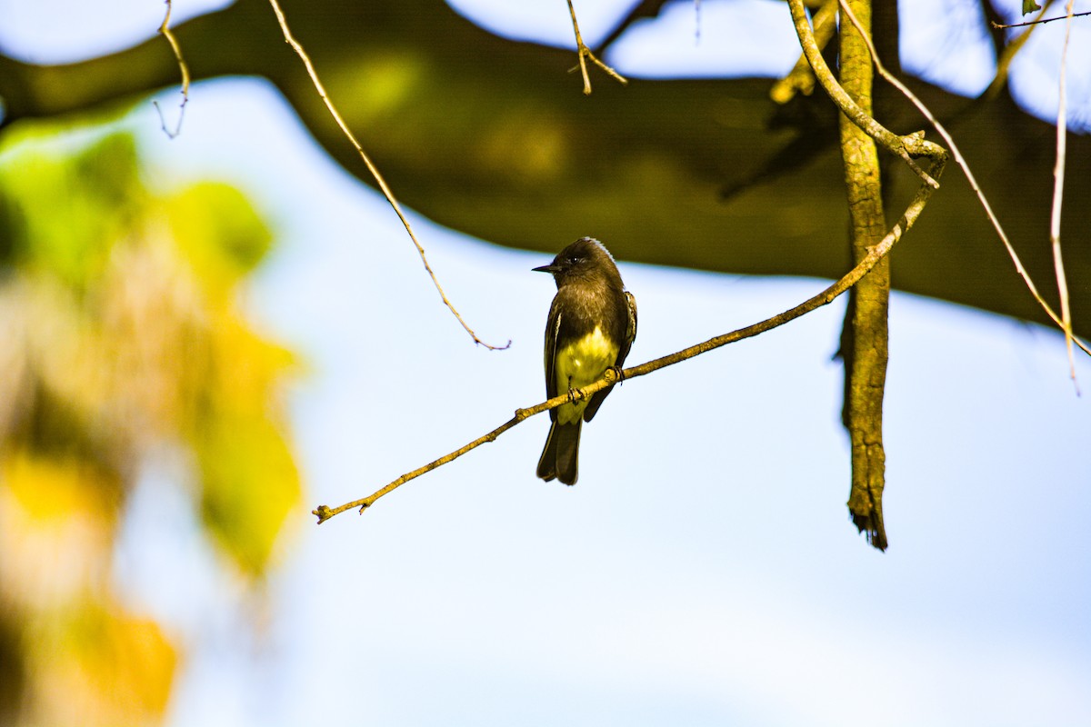 Чёрный фиби - ML646325891