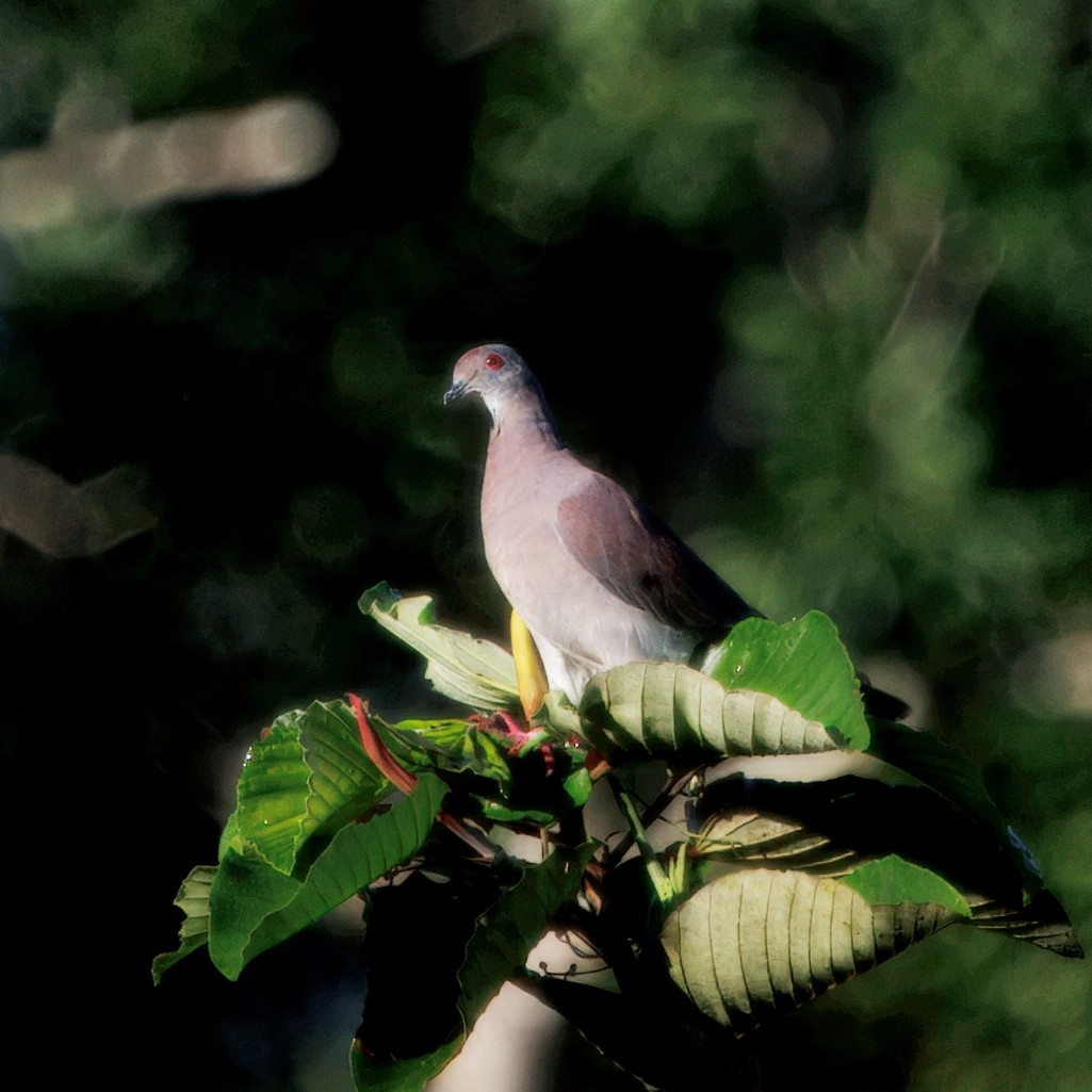 Рыжспинный голубь - ML646325892