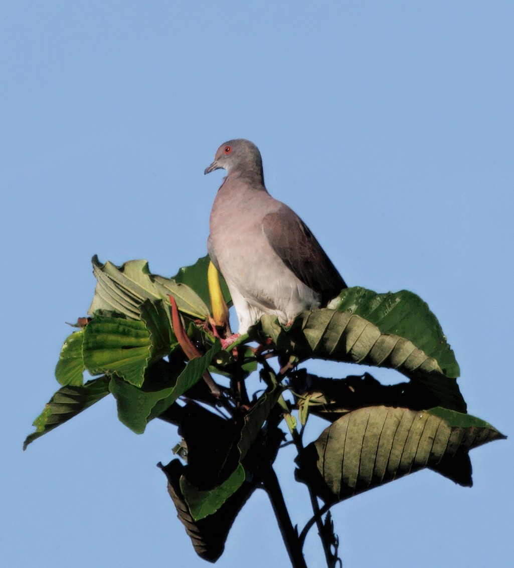 Рыжспинный голубь - ML646325893