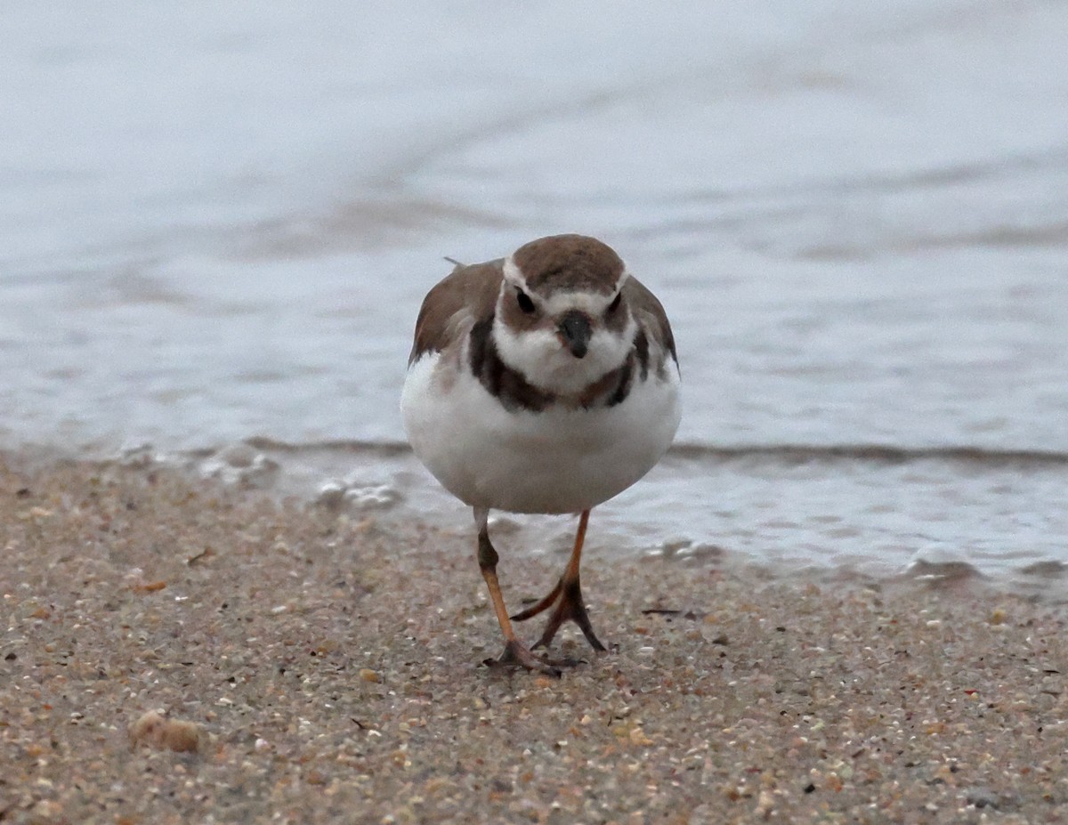 Перепончатопалый галстучник - ML646325894
