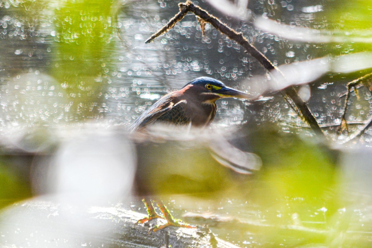 Зеленоспинная цапля - ML646325895