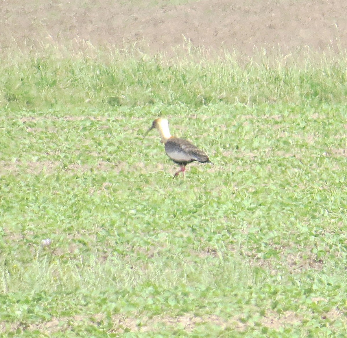 Светлошейный ибис - ML646325896