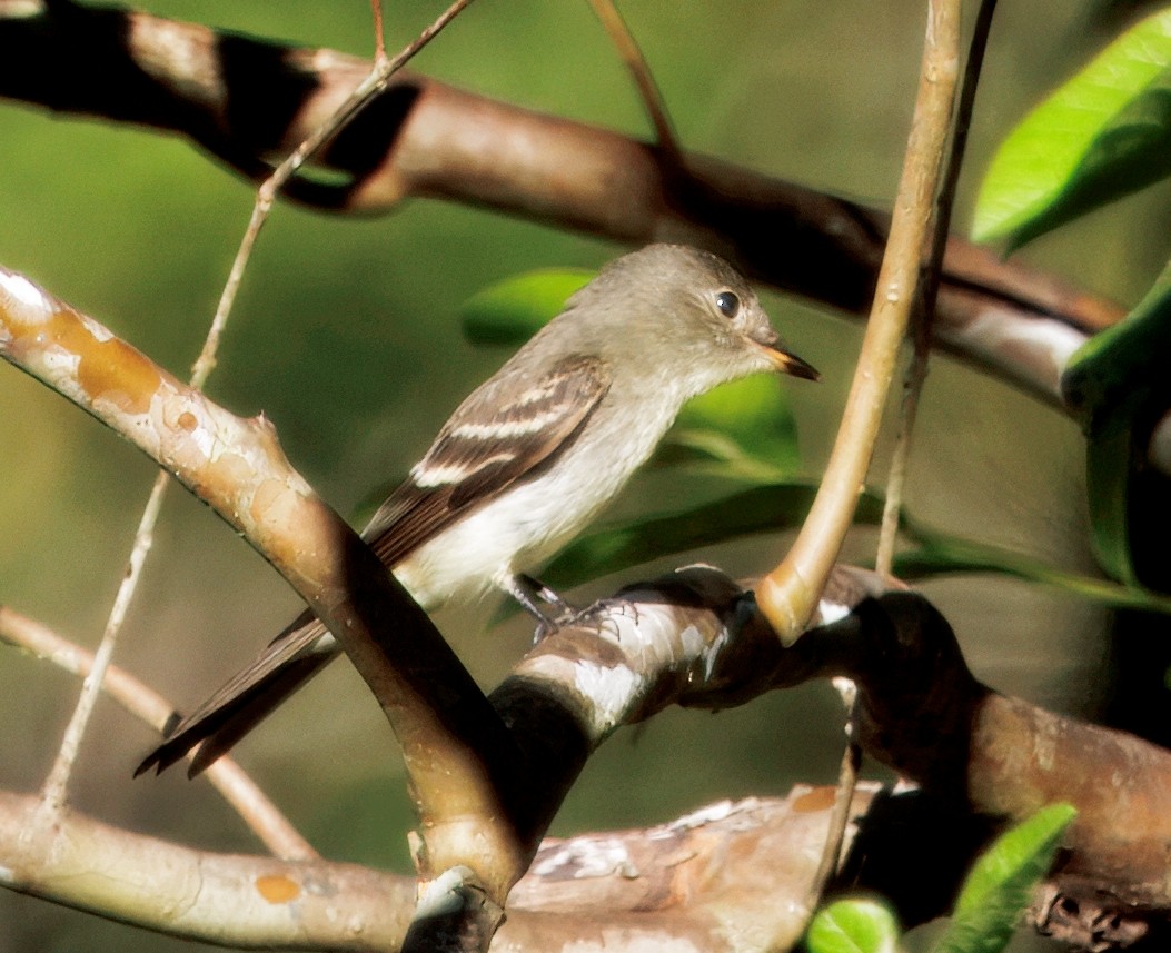 Восточный пиви - ML646325897