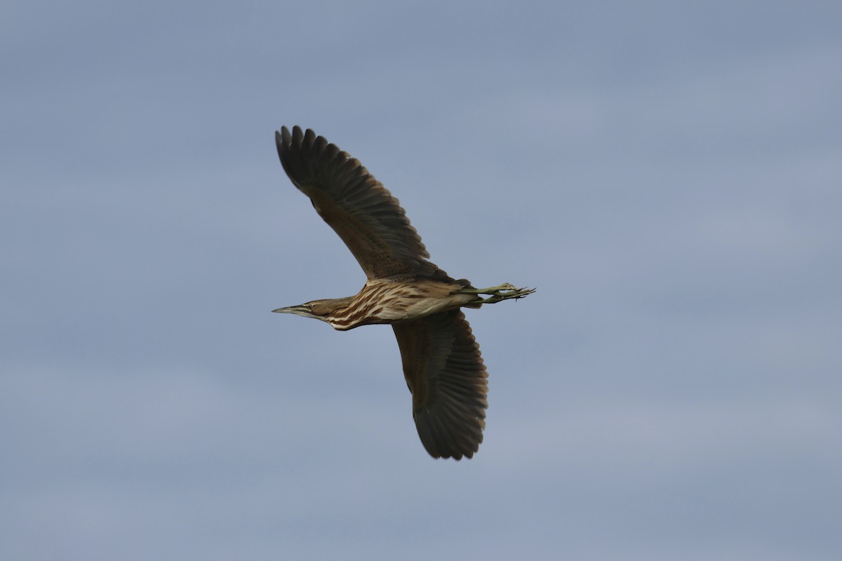 Американская выпь - ML646325898