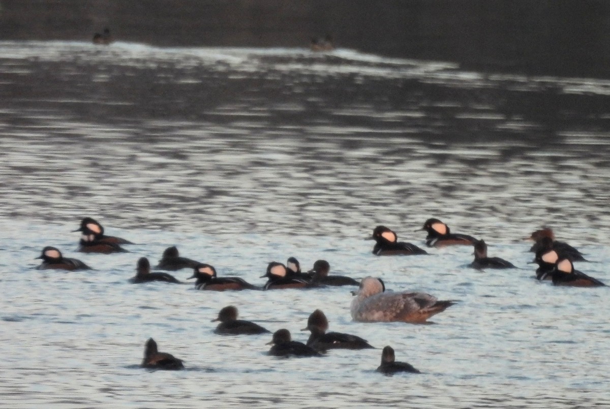 American Herring Gull - ML646325899