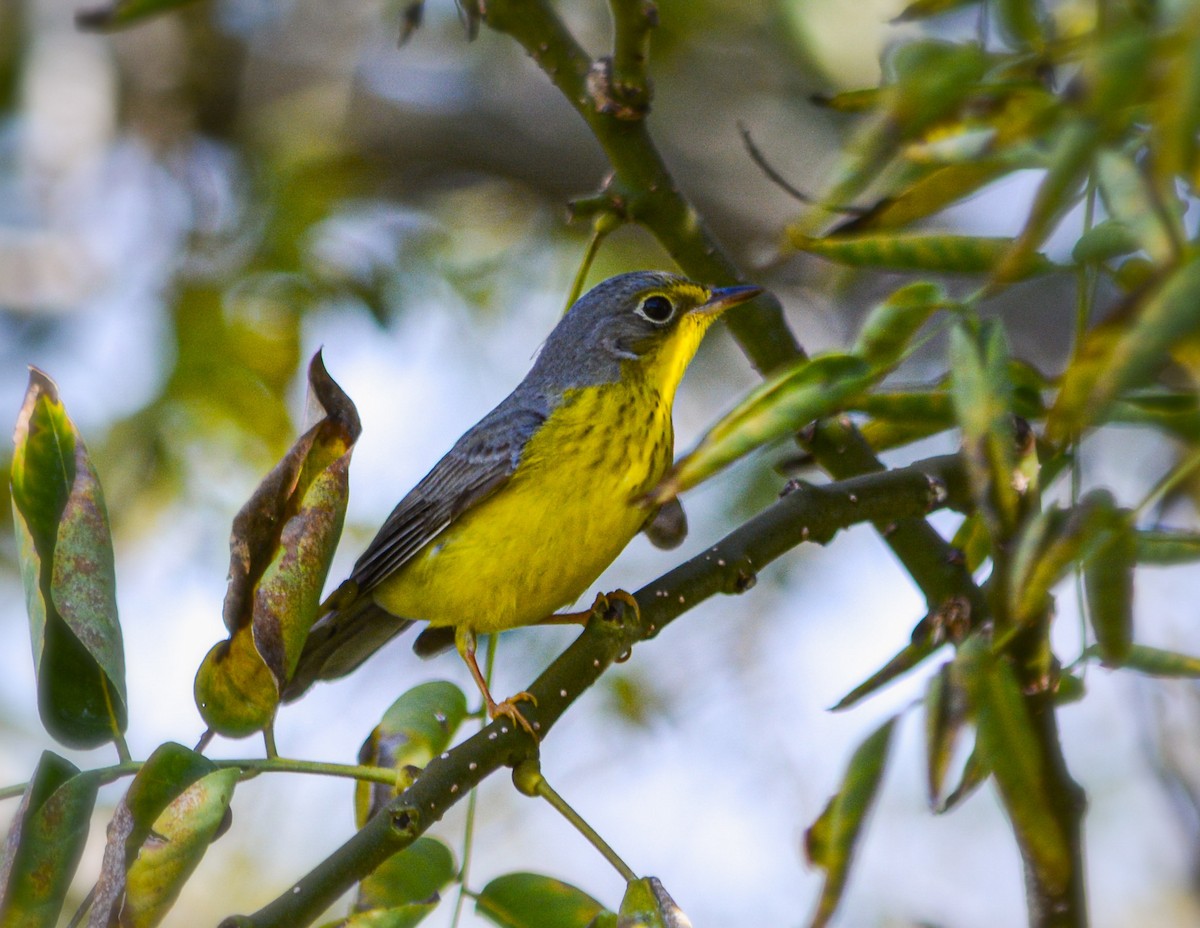 Reinita Canadiense - ML646325902