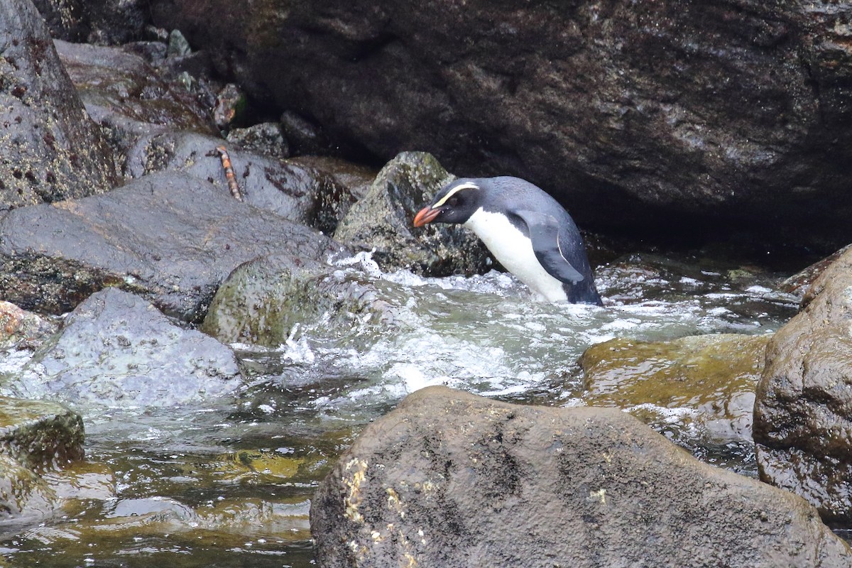 Fiordland Penguin - ML646325903