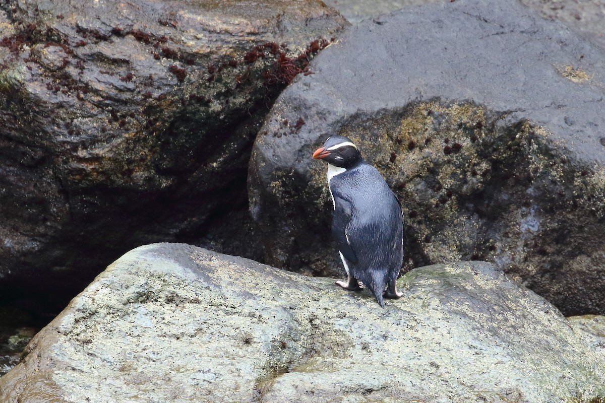 Fiordland Penguin - ML646325904