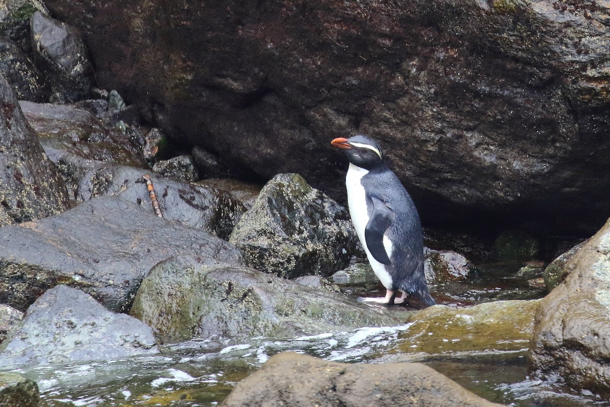 Fiordland Penguin - ML646325905