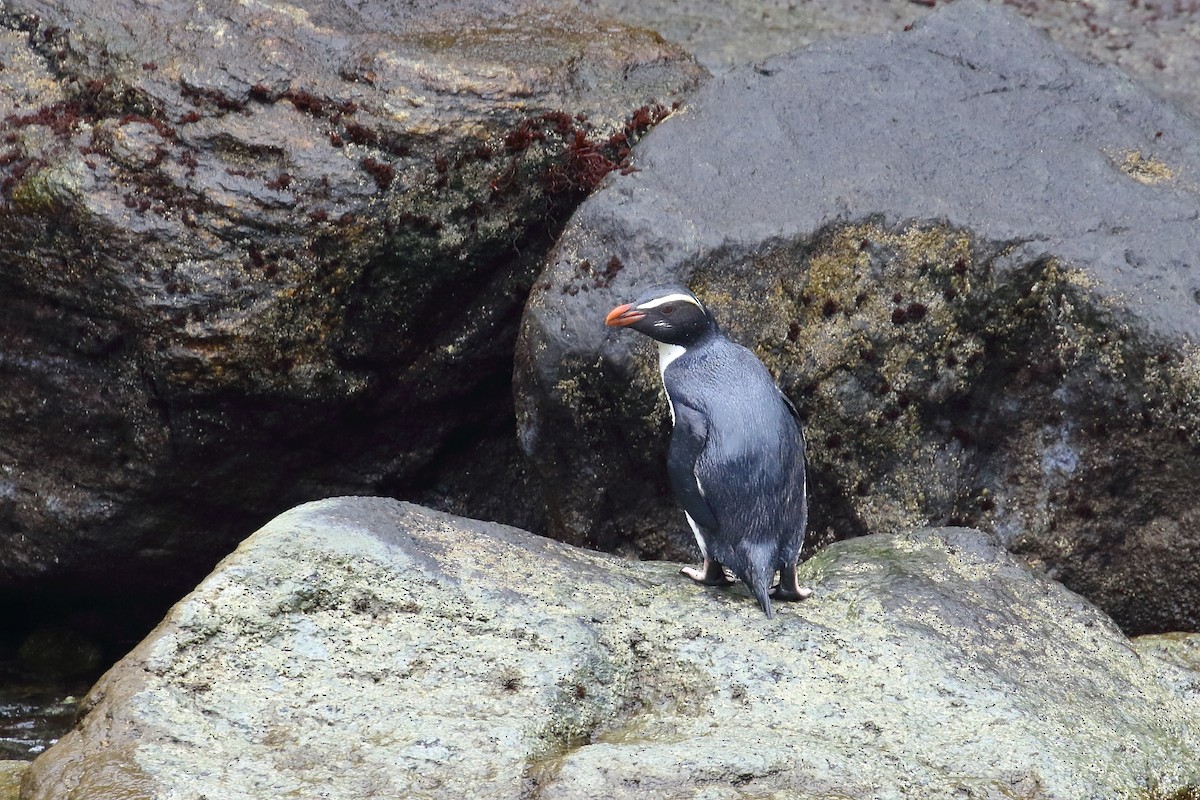 Fiordland Penguin - ML646325906