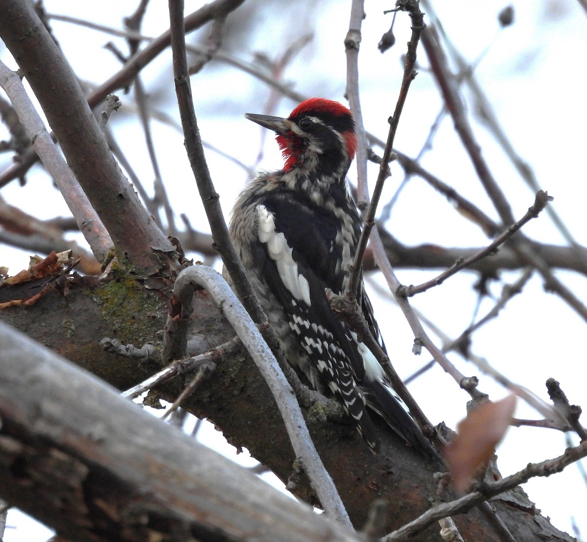 Red-naped Sapsucker - ML646325907