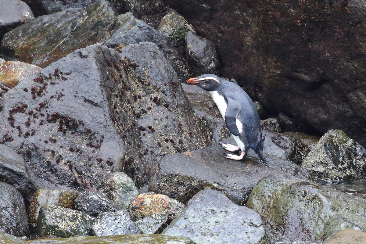 Fiordland Penguin - ML646325908
