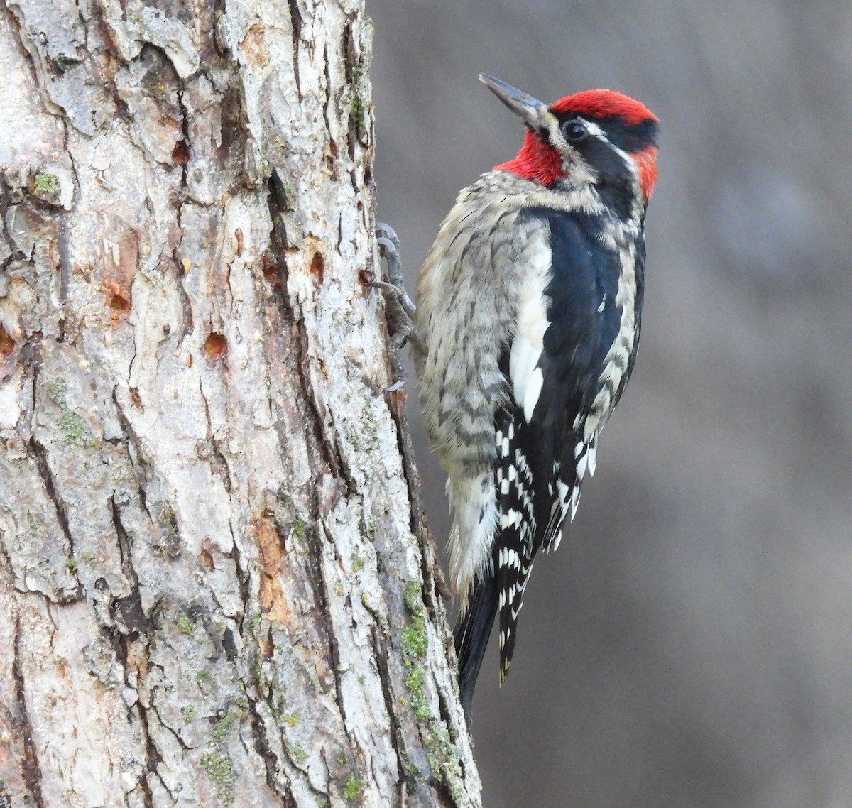 Red-naped Sapsucker - ML646325909