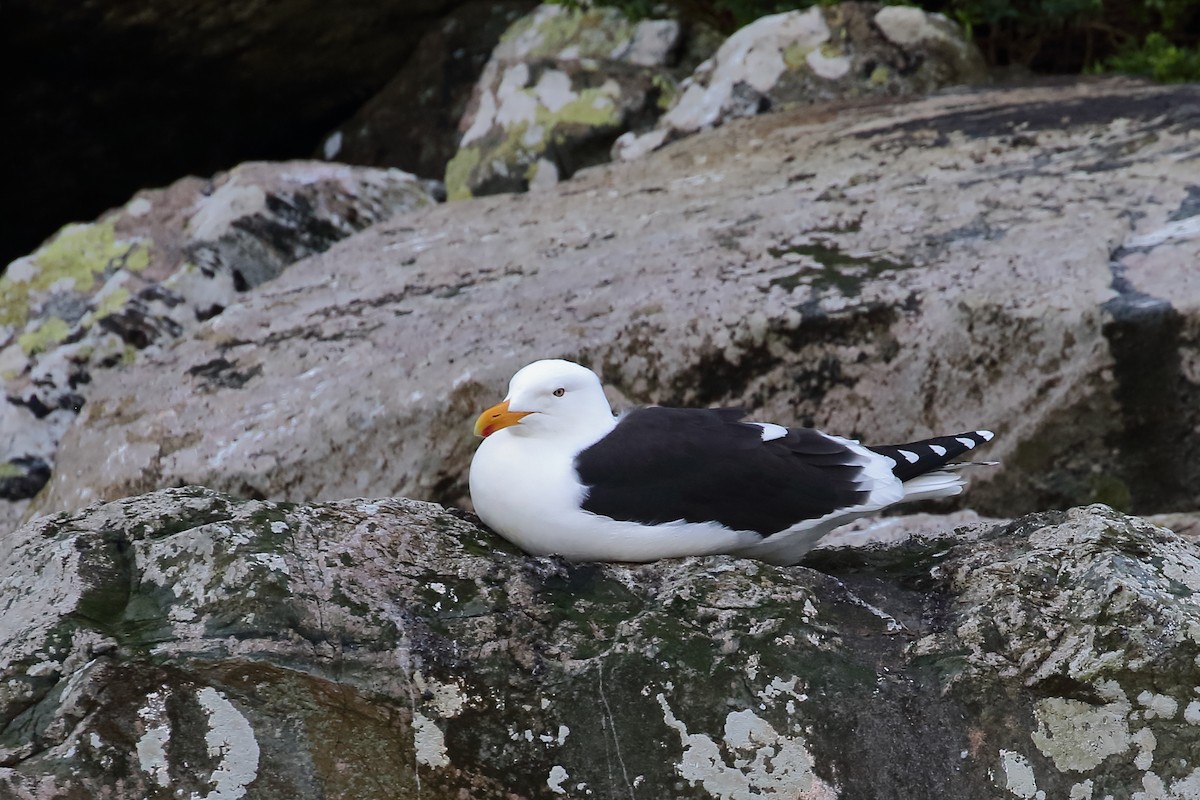 Kelp Gull - ML646325929