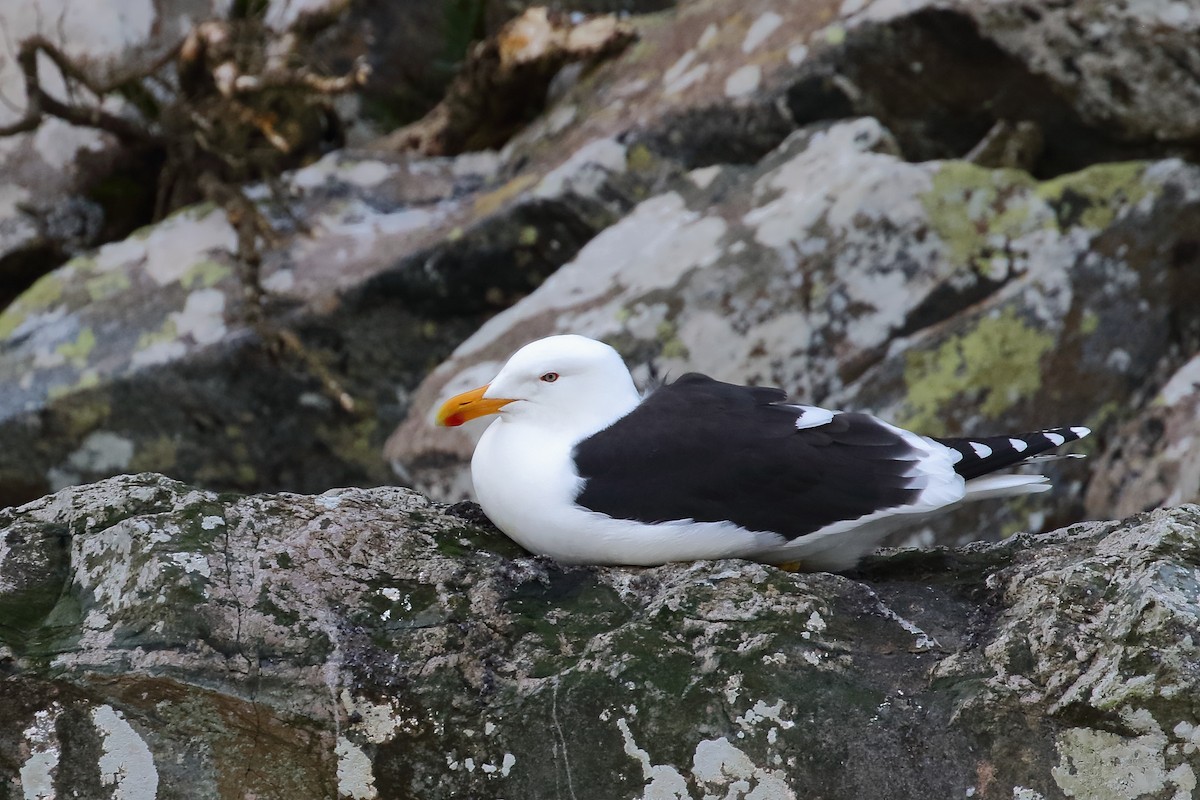 Kelp Gull - ML646325930