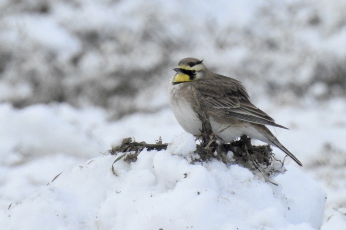 Allodola golagialla - ML646325931