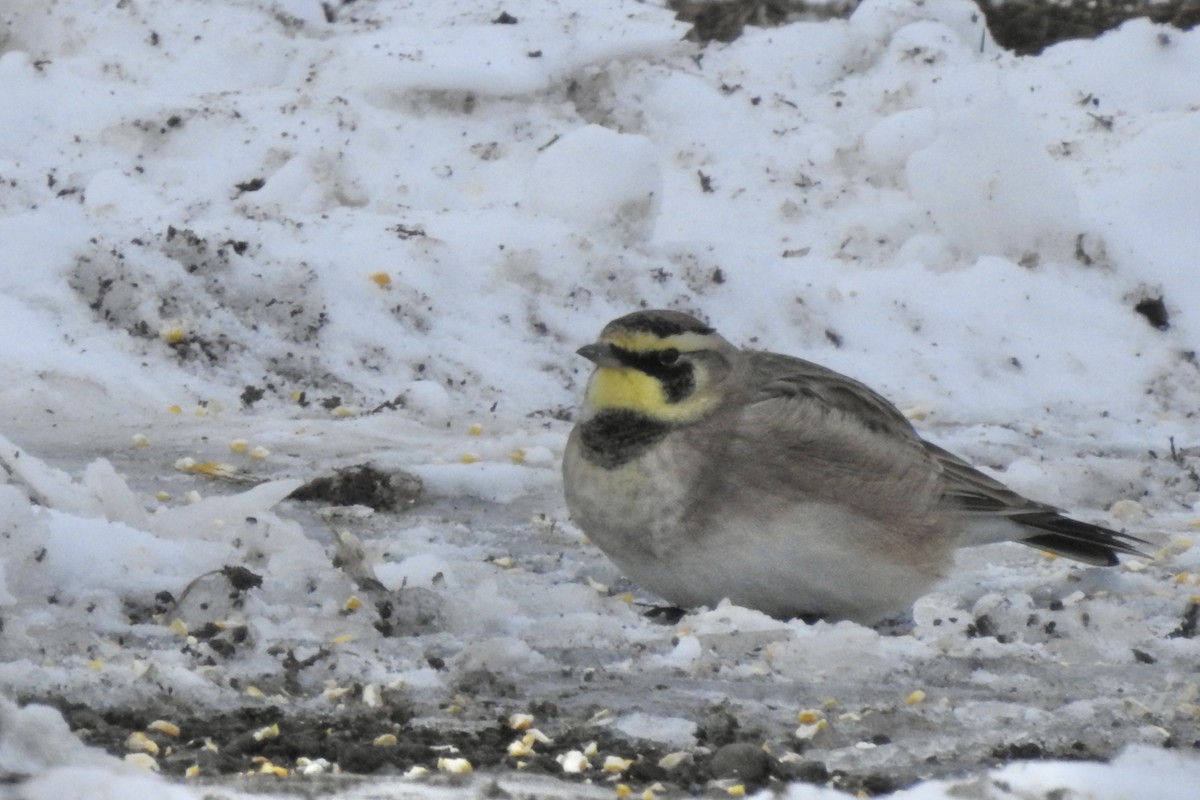 Allodola golagialla - ML646325932