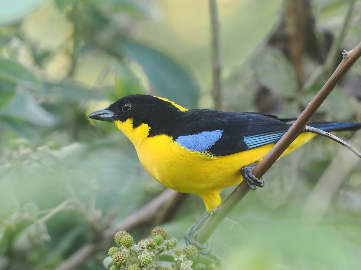 Blue-winged Mountain Tanager (Bolivian) - ML646325934