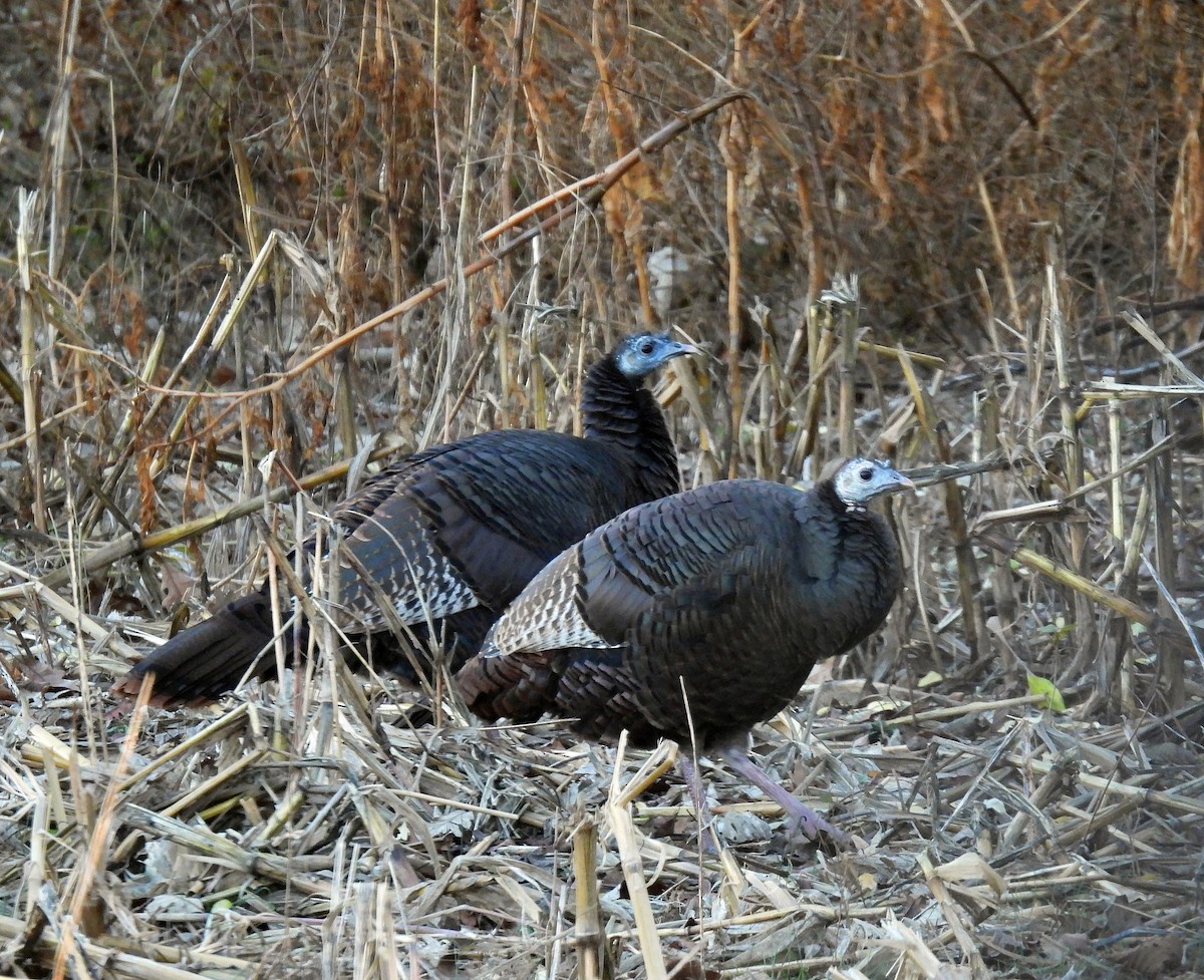 Wild Turkey - ML646325936