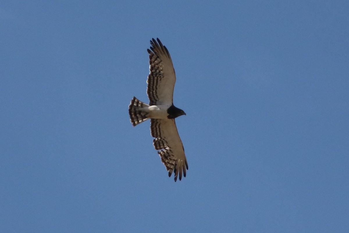 Змієїд чорноволий - ML646325938