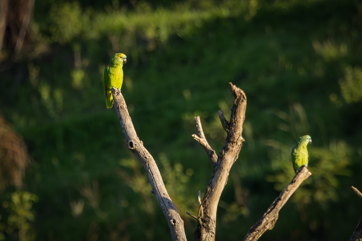 Amazona Frentiazul - ML646325939