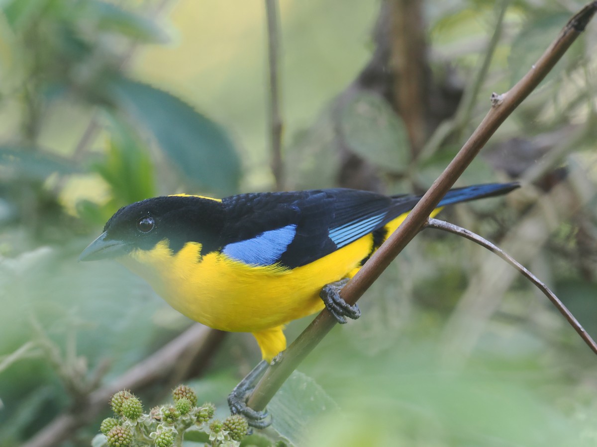 Blue-winged Mountain Tanager (Bolivian) - ML646325940