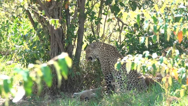 Animals - ML646325945