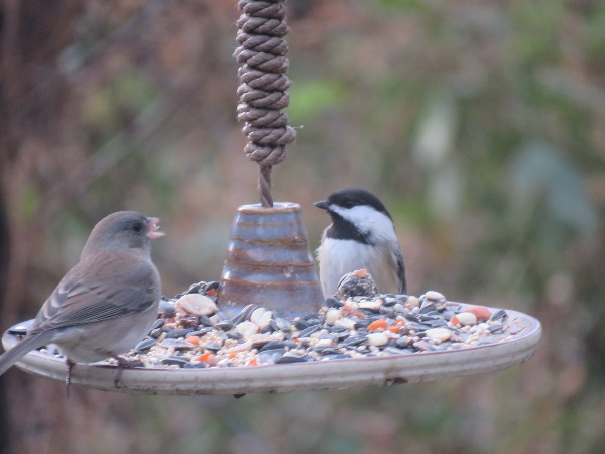 Black-capped Chickadee - ML646325947