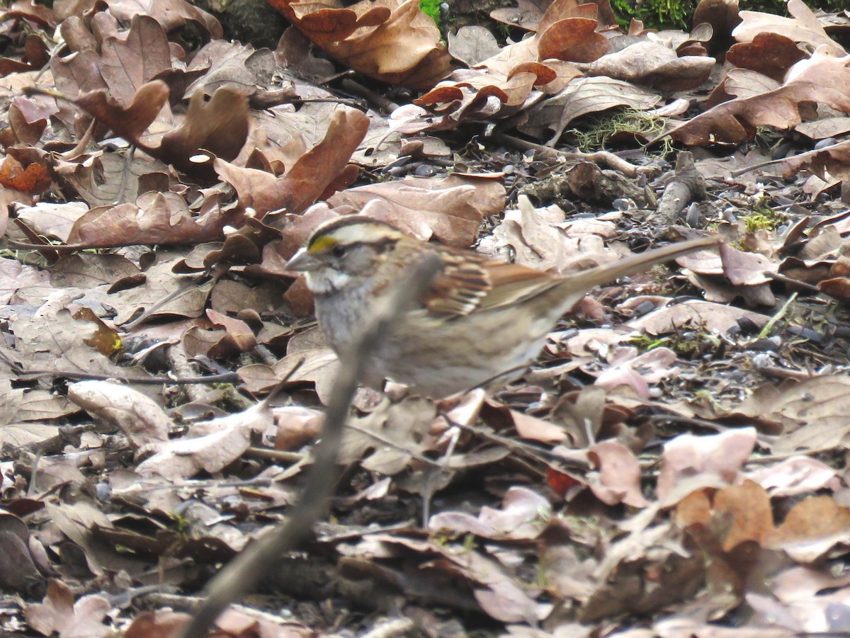 Ak Boğazlı Serçe - ML646325949