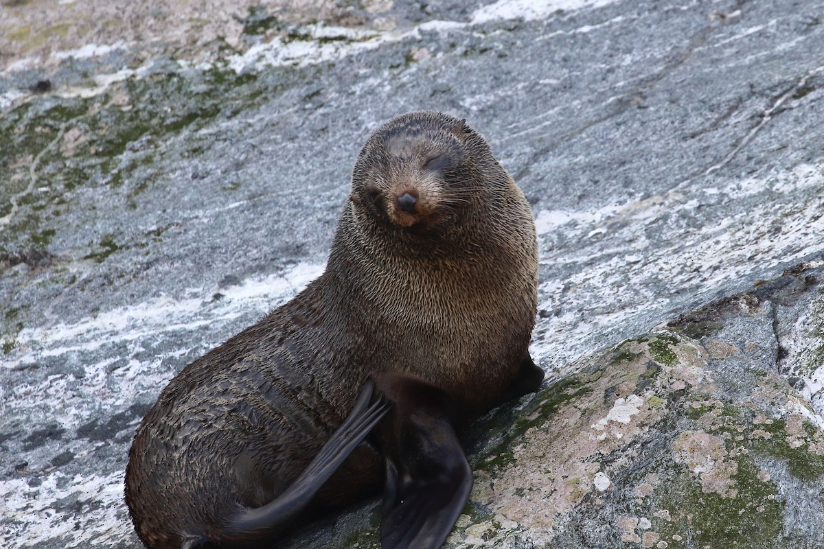 Southern Fur Seals - ML646325950