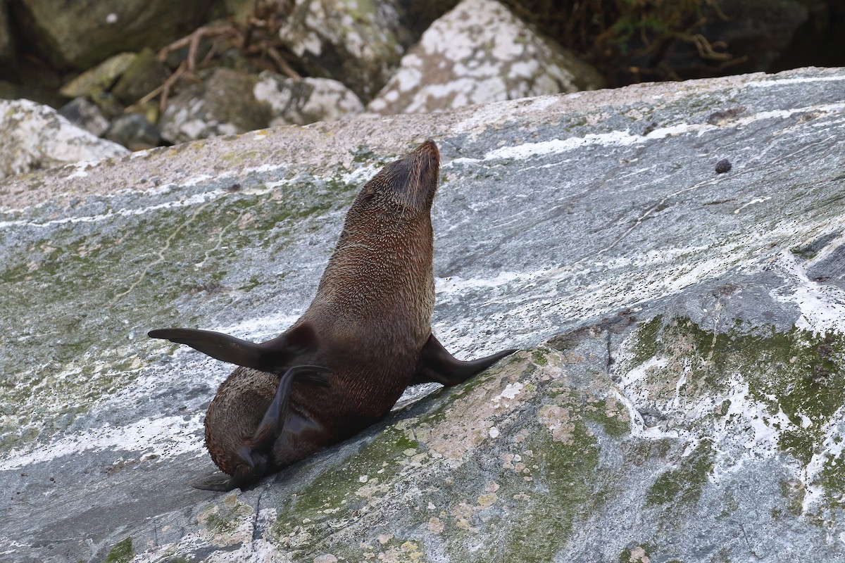 Southern Fur Seals - ML646325952