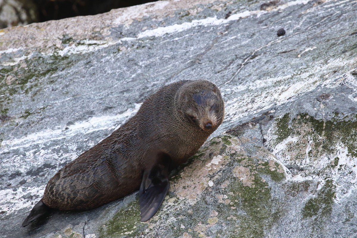 Southern Fur Seals - ML646325953