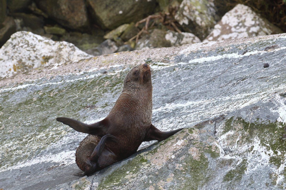 Southern Fur Seals - ML646325954