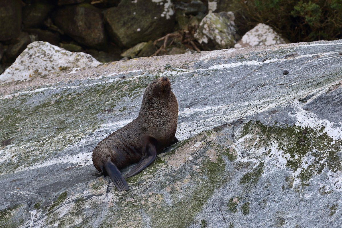 Southern Fur Seals - ML646325955