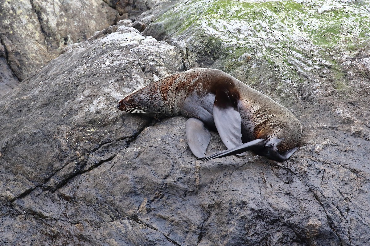 Southern Fur Seals - ML646325956