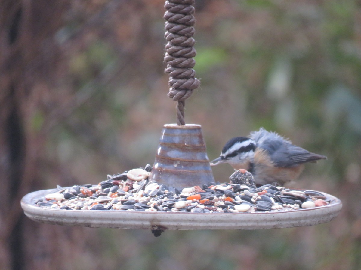 Red-breasted Nuthatch - ML646325957