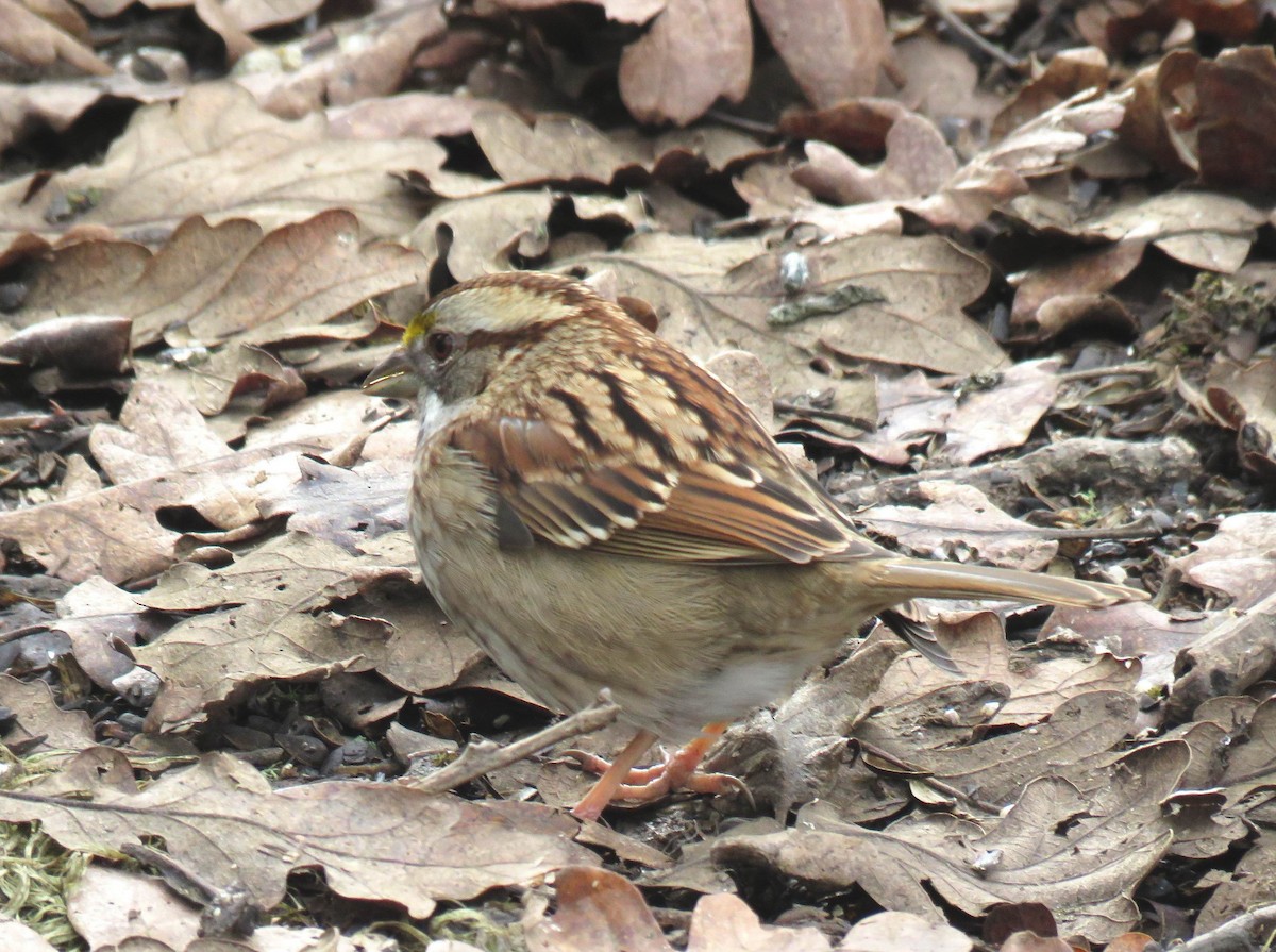 Ak Boğazlı Serçe - ML646325959