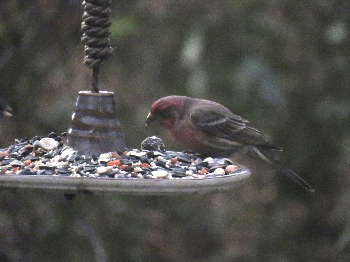 House Finch - ML646325963