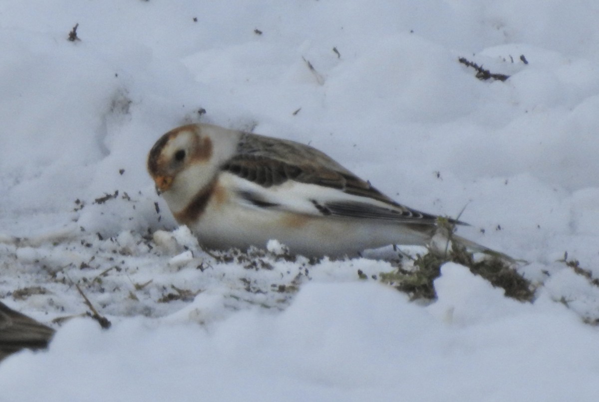 Zigolo delle nevi - ML646325965