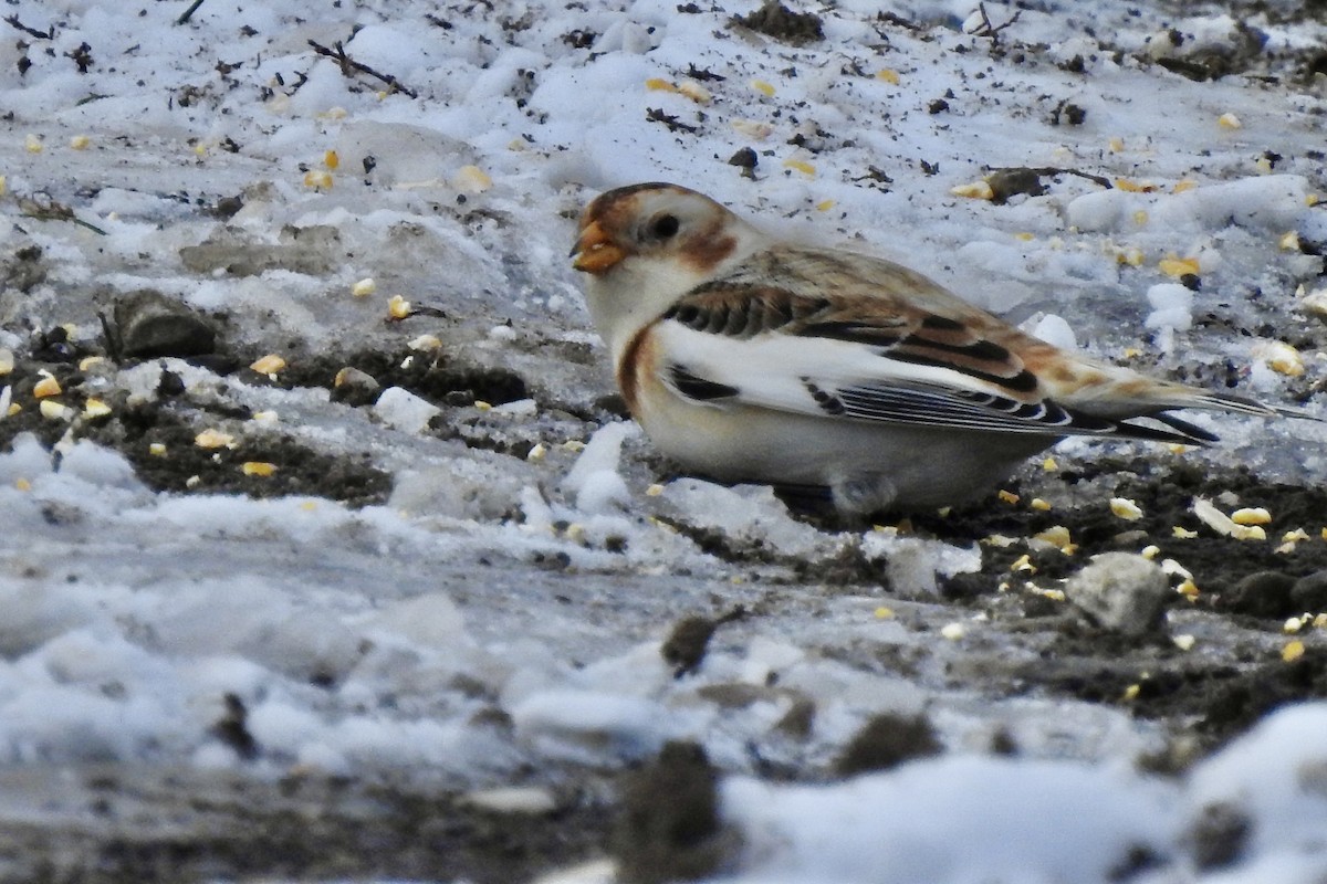 Zigolo delle nevi - ML646325966