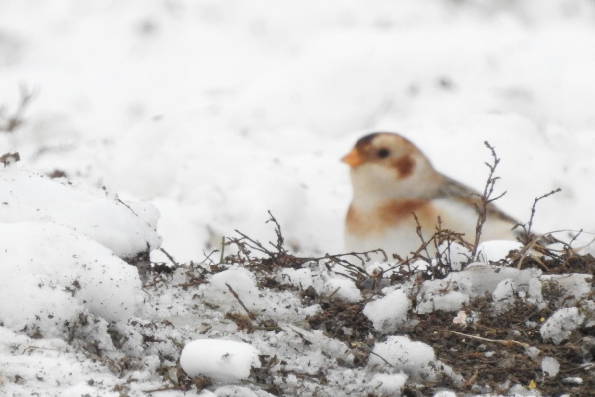 Snow Bunting - ML646325967