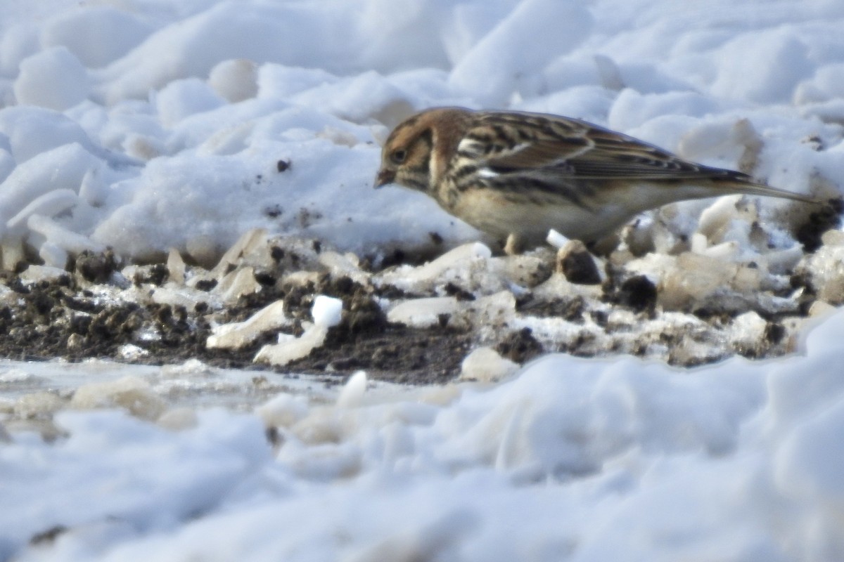 Zigolo della Lapponia - ML646325968