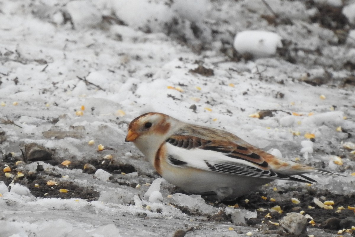 Snow Bunting - ML646325969