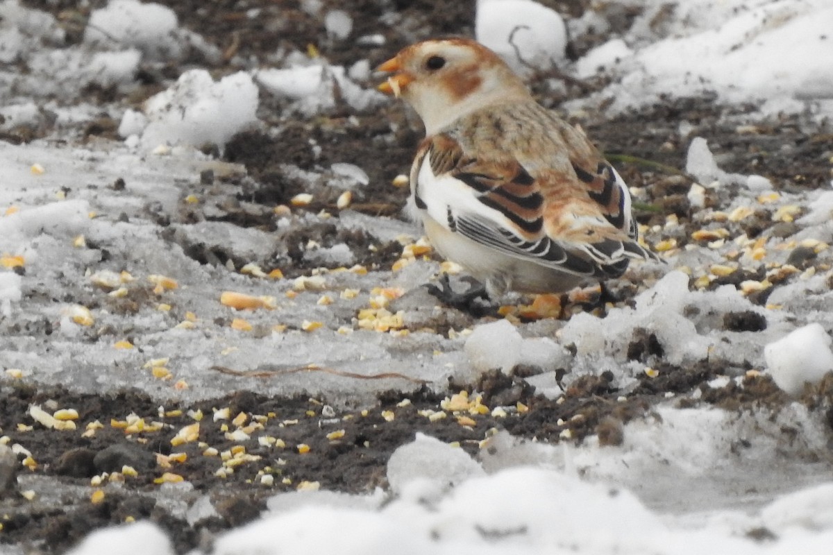 Snow Bunting - ML646325970