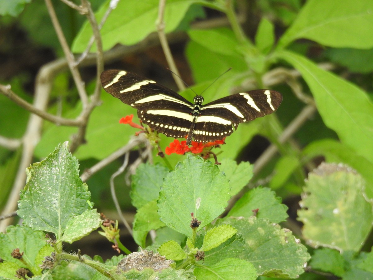 Zebra Longwing - ML646325971