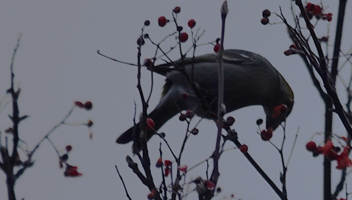 Hakengimpel - ML646325972